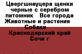 Цвергшнауцера щенки черные с серебром питомник - Все города Животные и растения » Собаки   . Краснодарский край,Сочи г.